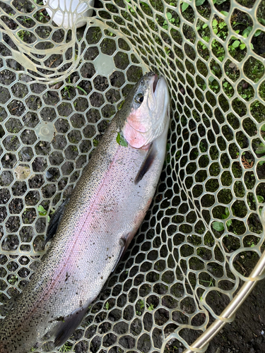 ニジマスの釣果