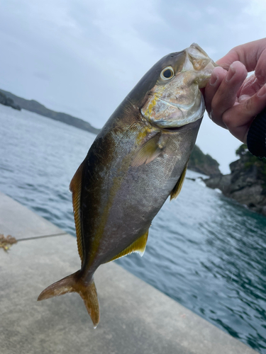 ショゴの釣果