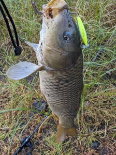 コイの釣果