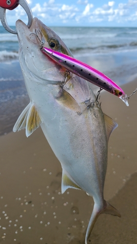 カンパチの釣果