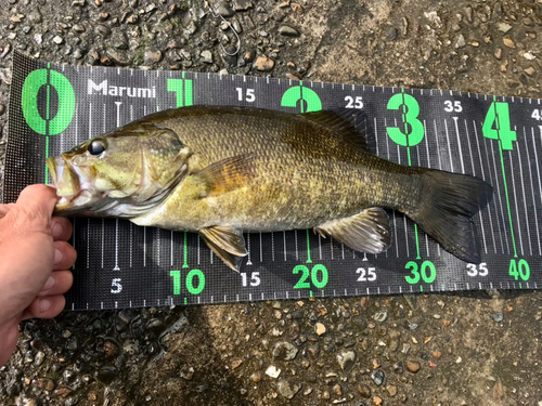 スモールマウスバスの釣果