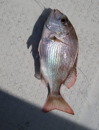 チャリコの釣果