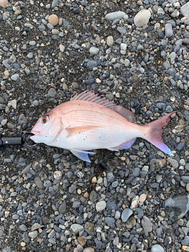 マダイの釣果