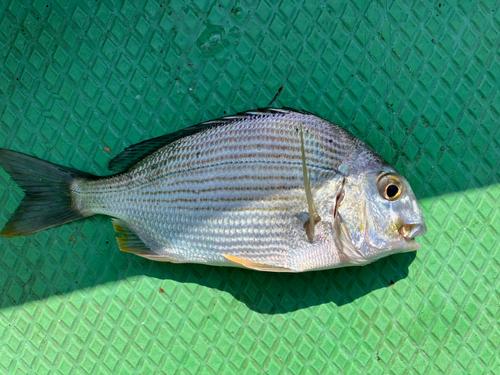 ヘダイの釣果