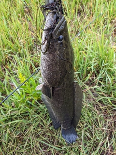 ライギョの釣果