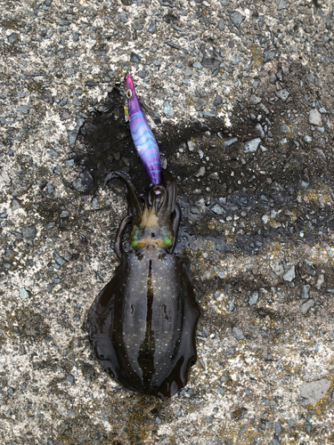 アオリイカの釣果