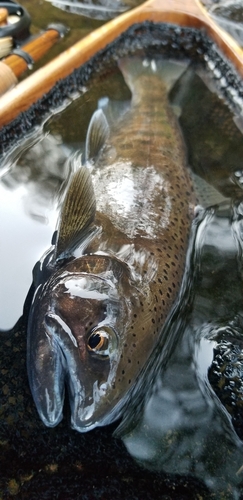 ヤマメの釣果