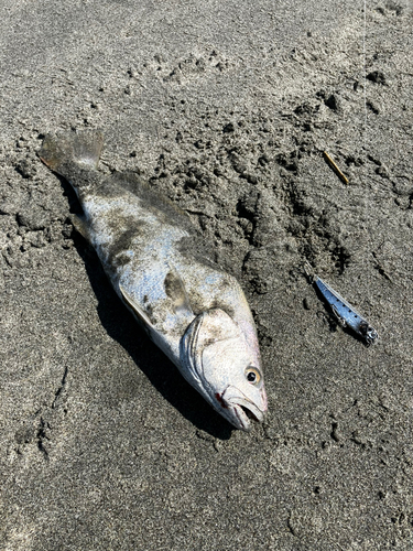 ニベの釣果