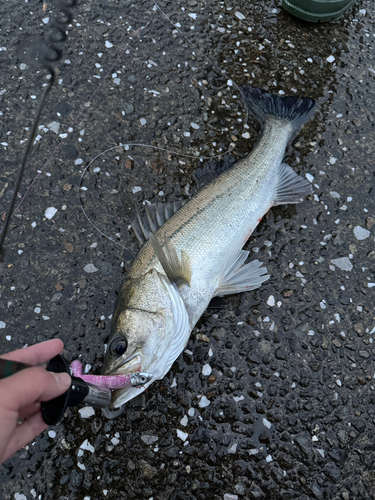 シーバスの釣果