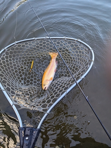 ニジマスの釣果