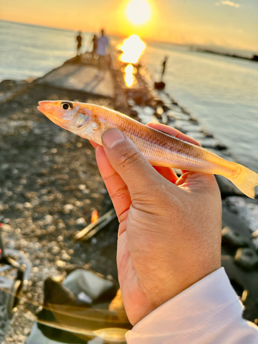 シロギスの釣果