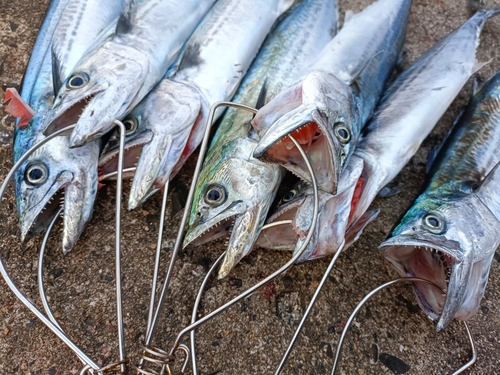 サゴシの釣果