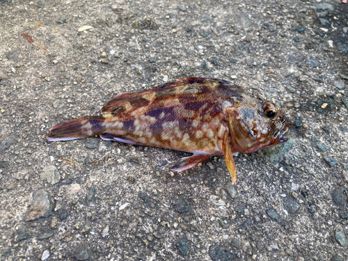 カサゴの釣果