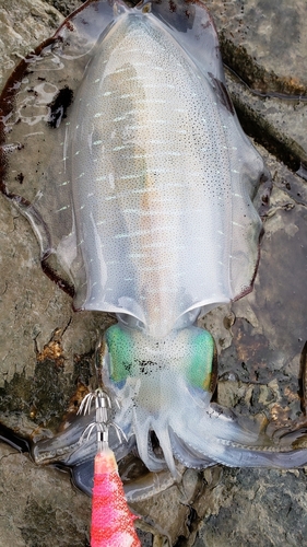 アオリイカの釣果