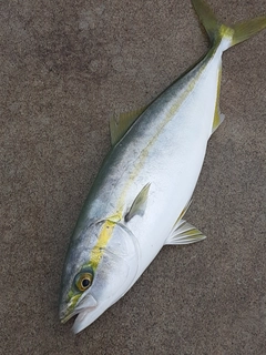 イナダの釣果