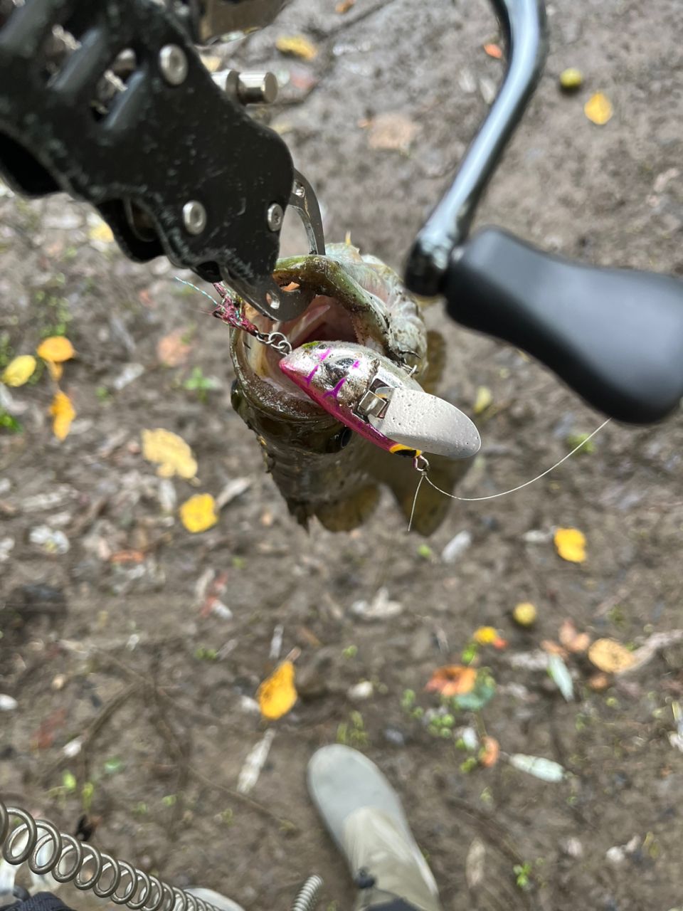スモールマウスバス