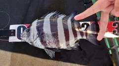 サンバソウの釣果