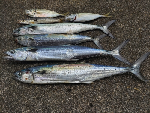 サゴシの釣果