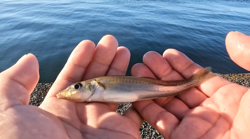 シロギスの釣果