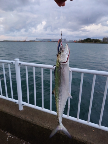 サゴシの釣果