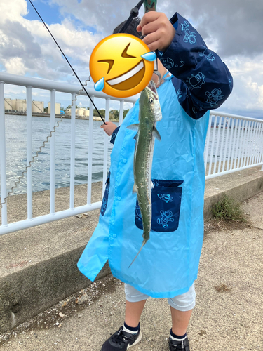 サゴシの釣果