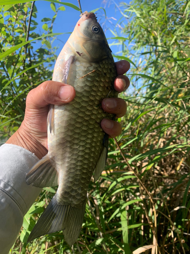 フナの釣果