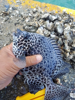 イシガキダイの釣果