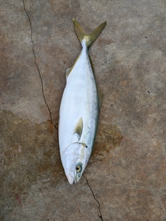 イナダの釣果