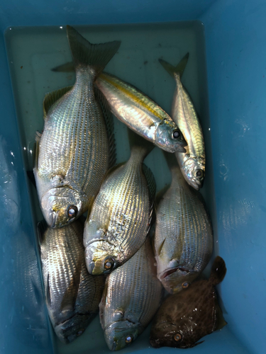 ヘダイの釣果