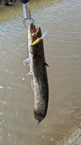 ナマズの釣果