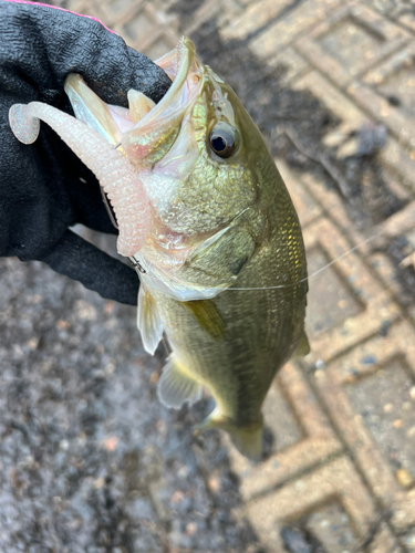 ラージマウスバスの釣果