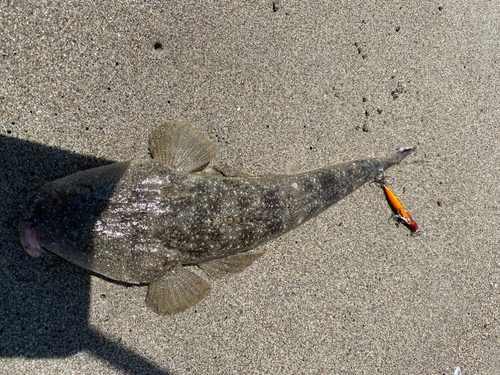 マゴチの釣果