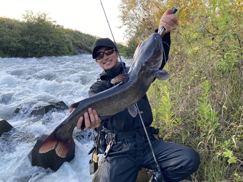 アメリカナマズの釣果