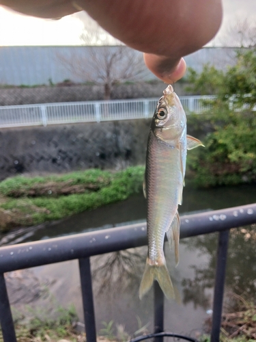 オイカワの釣果