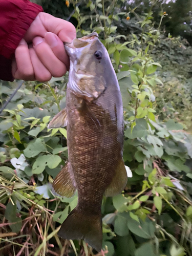 スモールマウスバスの釣果