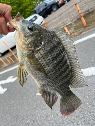 ナイルティラピアの釣果