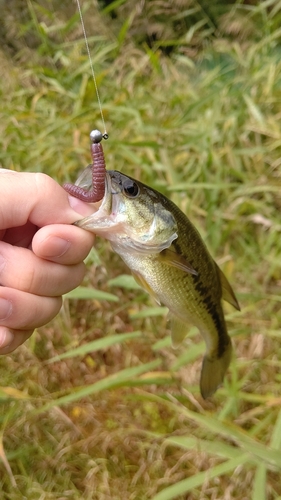 ラージマウスバスの釣果