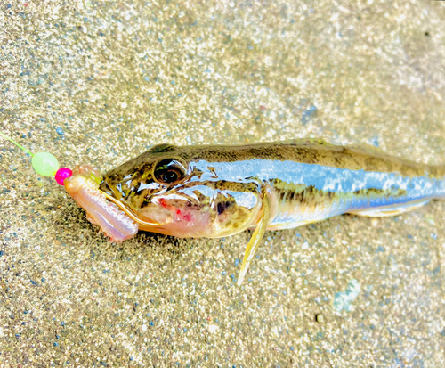 マハゼの釣果