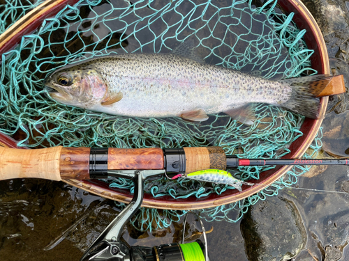 ニジマスの釣果