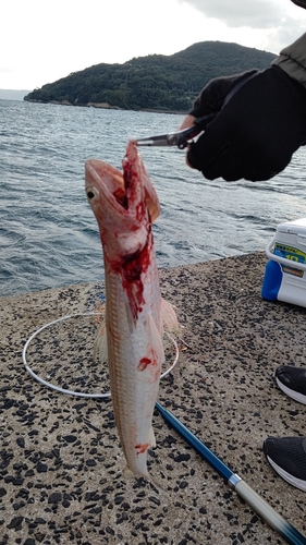 エソの釣果