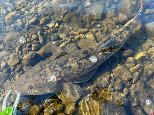 マゴチの釣果