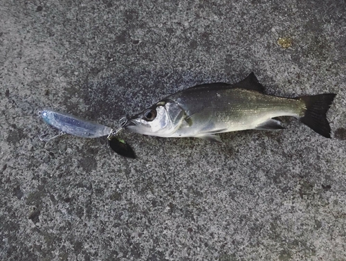 セイゴ（マルスズキ）の釣果