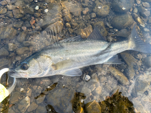 セイゴ（マルスズキ）の釣果