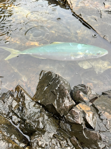 イナダの釣果