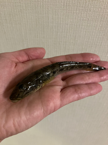 マハゼの釣果