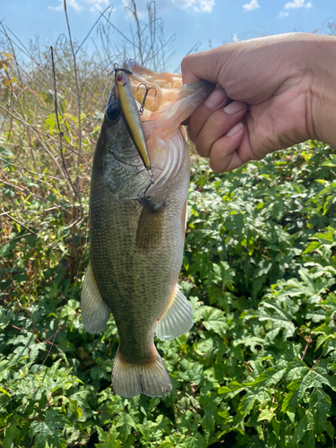 ブラックバスの釣果