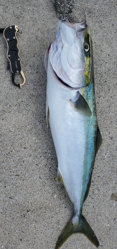 ハマチの釣果