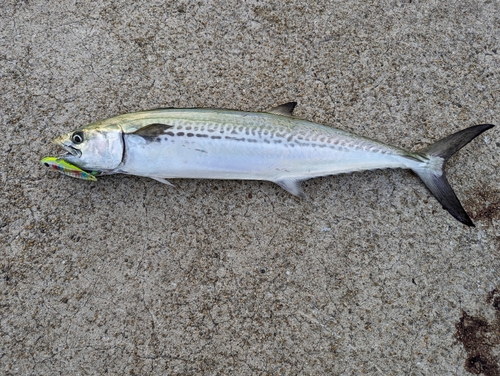 サゴシの釣果