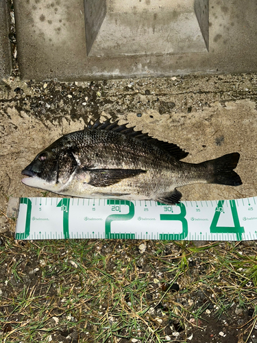 チヌの釣果