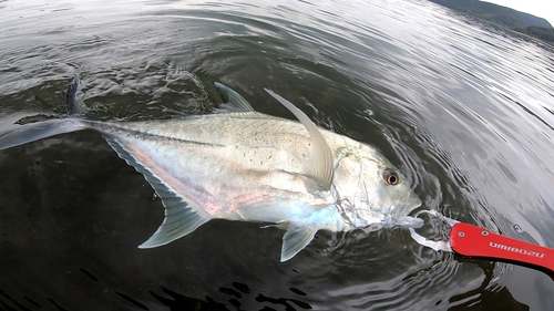 メッキの釣果